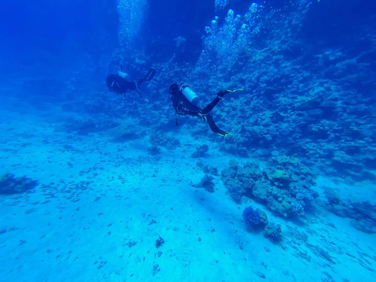 Dos buzos nadan sobre el fondo de arena en agua azul