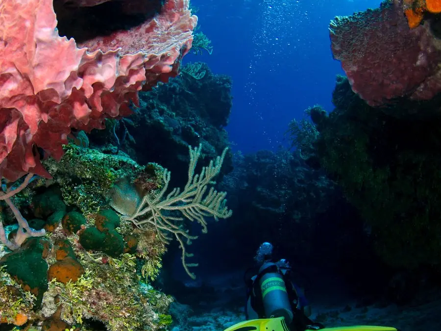 Un buzo con aletas verdes junto a una esponja barril del arrecife